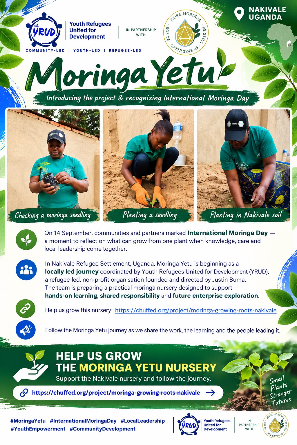 Moringa Yetu post with three photos of seedlings being planted in Nakivale