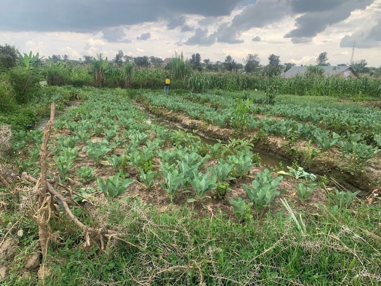 Rows of cabbages and vegetables growing in wetland garden beds