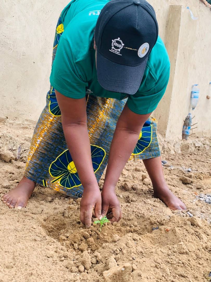 A YRUD member kneeling to press a moringa seedling into the prepared soil